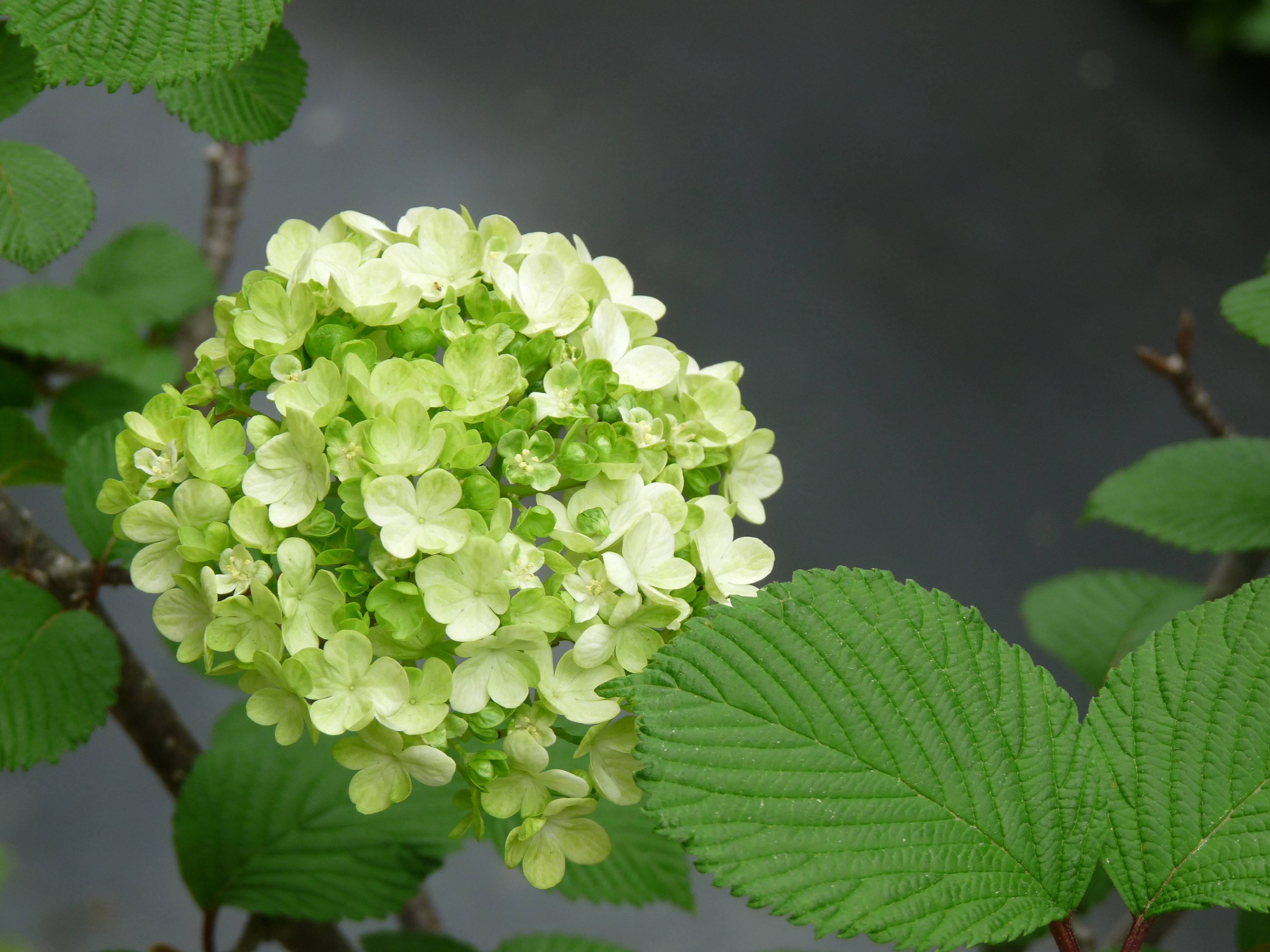 オオデマリ 開花 育て方 植え替え 癒しのガーデニング ナチュラルガーデン 植物の育て方